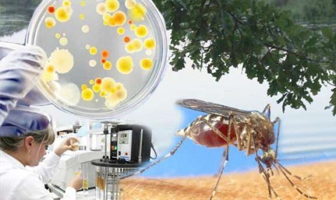 ГАРЯЧКА ЗАХІДНОГО НІЛУ